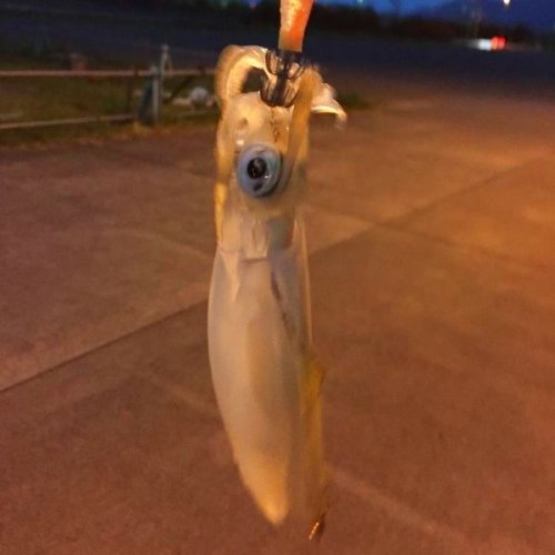 会社の前の海で。。。